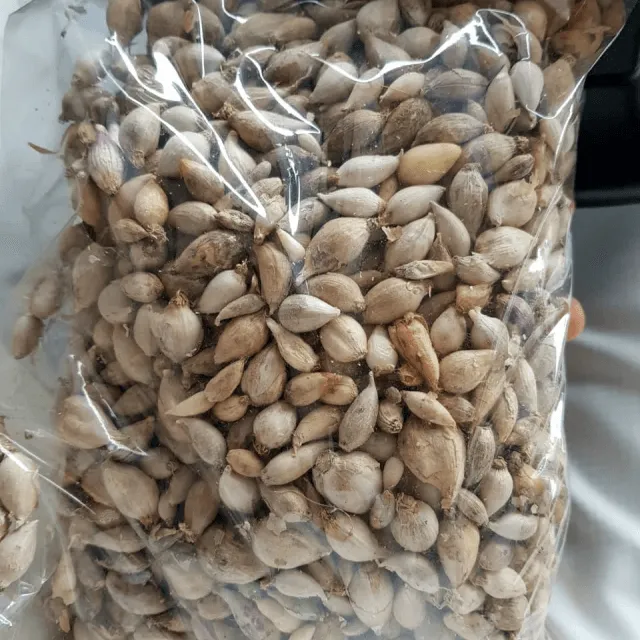 ثوم ذكر يمني طازج
